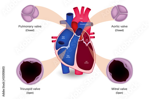 Human heart valve anatomy. Systole. Pulmonary valve, Aortic valve, Tricuspid valve and Mitral valve.