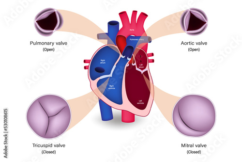 Human heart valve anatomy. Diastole. Pulmonary valve, Aortic valve, Tricuspid valve and Mitral valve.