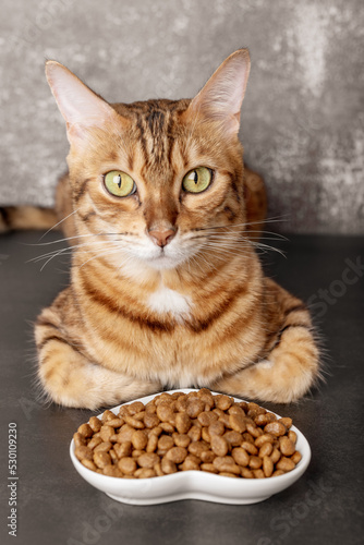 Bengal cat near a bowl of dry food on a dark background. Selective focus.