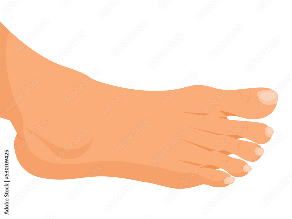 human legs, feet Vector illustration for advertising, medical (health care) publications, animation human legs, feet Vector illustration for advertising, medical (health care) publications, animation