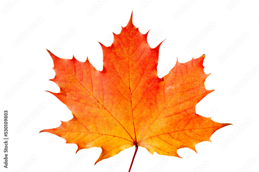 Ahornblatt im Herbst Ahornblatt im Herbst