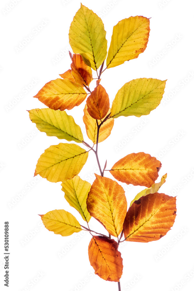Blätter einer Buche im Herbst Blätter einer Buche im Herbst