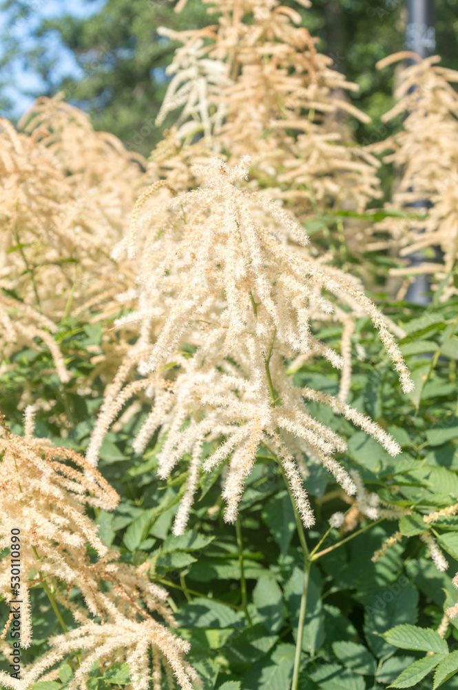 Closeup on Aruncus dioicus, flowering herbaceous perennial plant in the family Rosaceae. Closeup on Aruncus dioicus, flowering herbaceous perennial plant in the family Rosaceae.