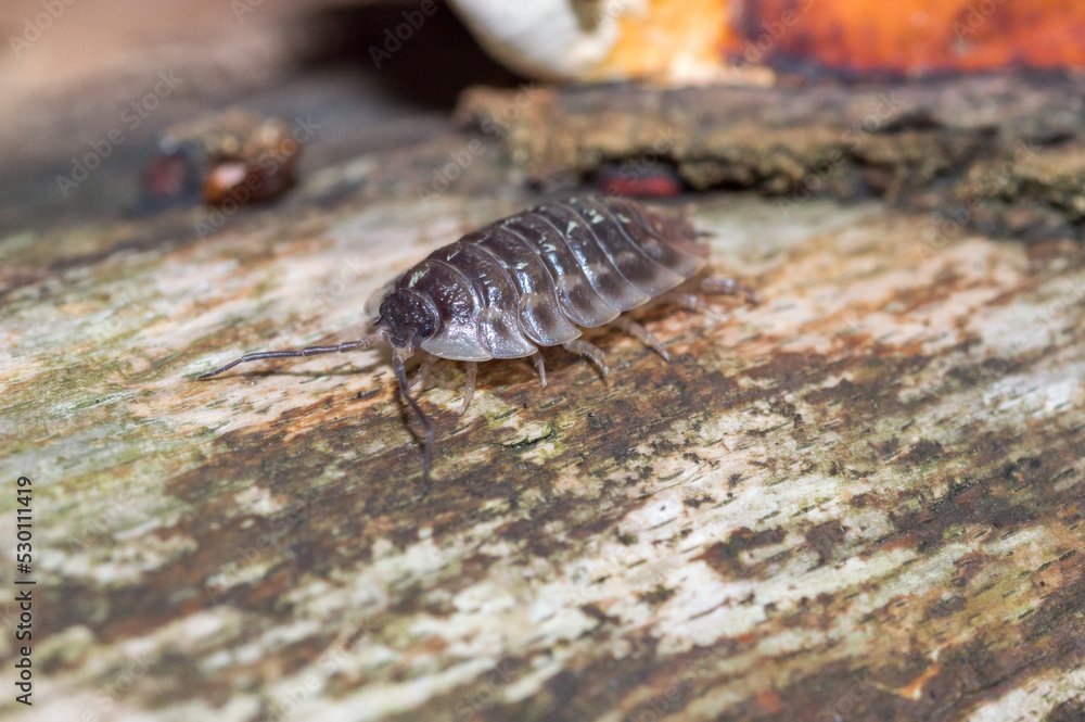 Closeup on Oniscus asellus, the common woodlouse. Closeup on Oniscus asellus, the common woodlouse.