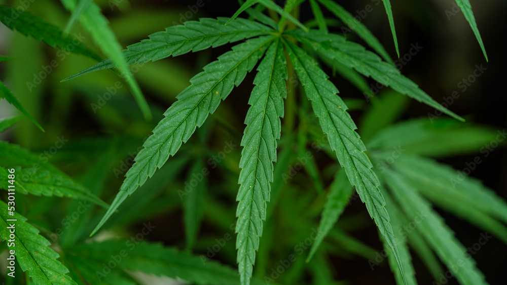 Background green and copy space of Young shoots and young leaves Marijuana tree. Background green and copy space of Young shoots and young leaves Marijuana tree.