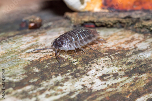Closeup on Oniscus asellus  the common woodlouse.