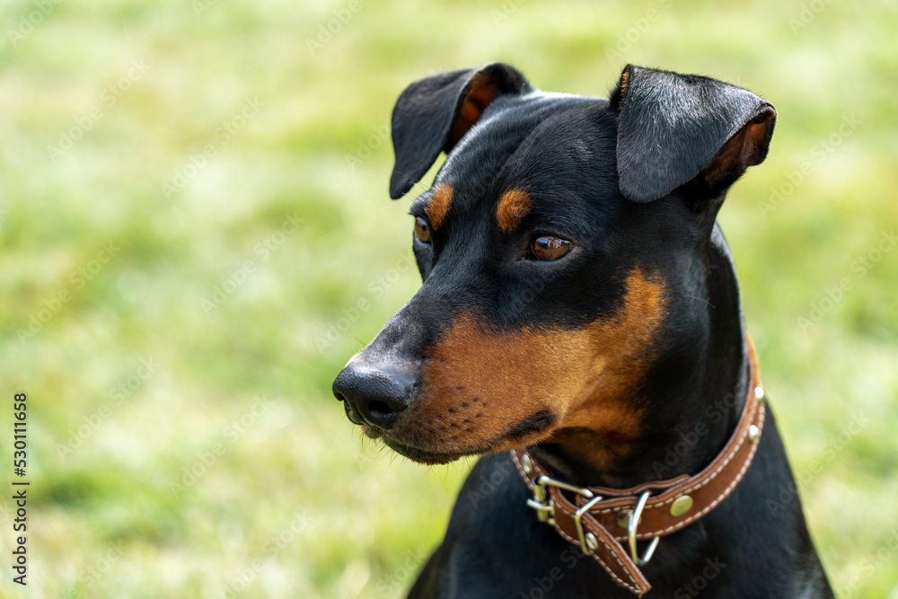 Black and tan german pinscher portrait on summer time. Tan-and-black German Pinscher with uncropped ears sitting on lawn in backyard Black and tan german pinscher portrait on summer time. Tan-and-black German Pinscher with uncropped ears sitting on lawn in backyard