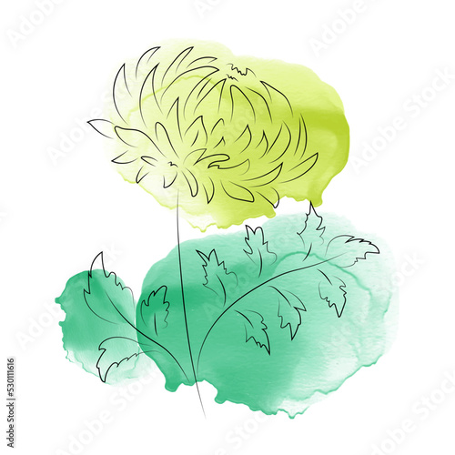 Hand-drawn chrysanthemum flower with watercolor spots. Isolated element for the design of postcards and wedding invitations, printing, poster. Decoration for flower design.