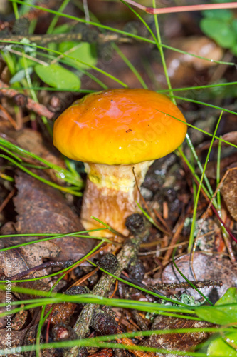 Young Greville's bolete (Suillus grevillei) in a forest. © Robson90