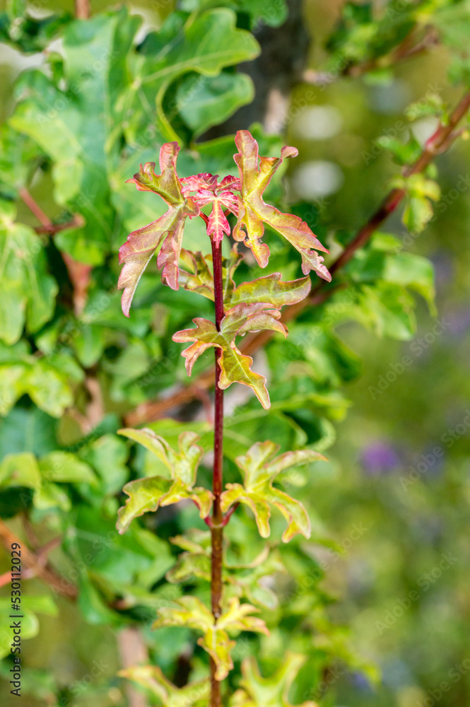 Detail of Acer campestre with small leaves. Detail of Acer campestre with small leaves.
