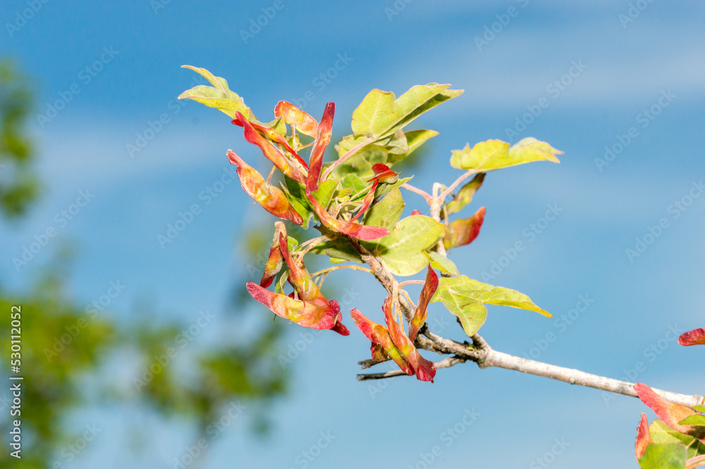 Detail of Acer campestre in summer time. Detail of Acer campestre in summer time.