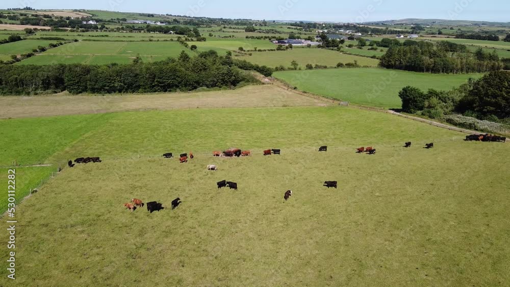 A cows grazing on a green meadow on a sunny summer day. Livestock farm, top view. Cow grazing in the south of Ireland. A cows grazing on a green meadow on a sunny summer day. Livestock farm, top view. Cow grazing in the south of Ireland.