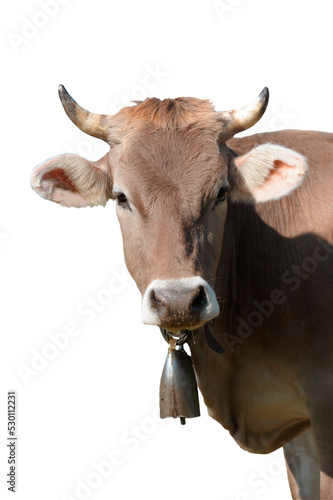 Kuh mit Kuhglocke im Portrait