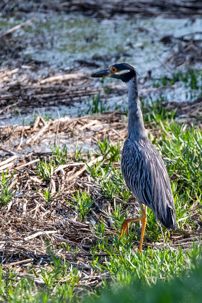 Naklejka premium yellow crowned night heron stalking