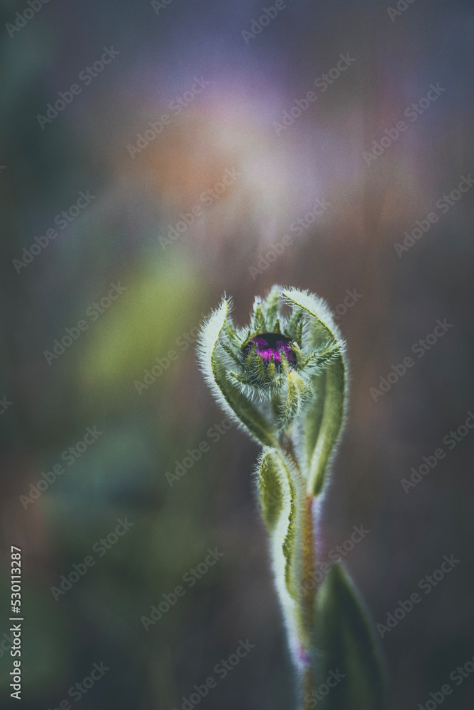 Magic plant Magic plant