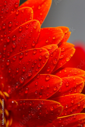 Gerbera flower with drops of dew