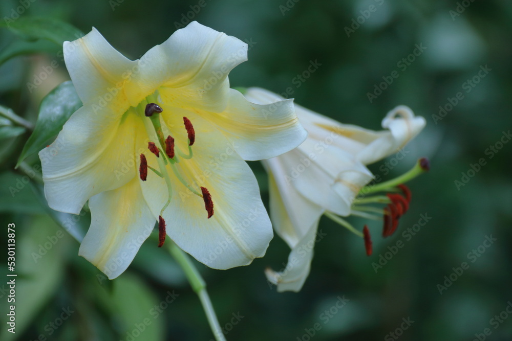 Fototapeta premium 純潔を象徴する花