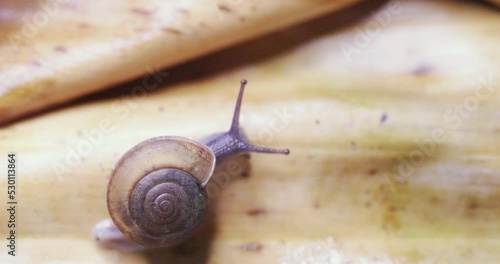 Snails are crawling in the backyard for food.