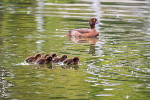 Female Tufted duck swims with her ducklings in green lake