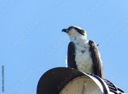 Osprey perched by nest on stadium lights on a Spring Afternoon.
