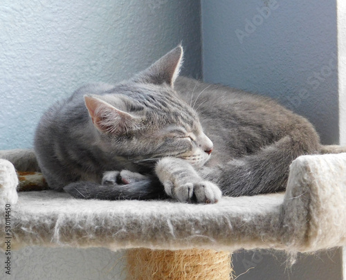 American Shorthair Kitten sleeping in the sunlight inside. Kitten is grey and white, sleeping on a beige platform, in front of blue-gray walls.