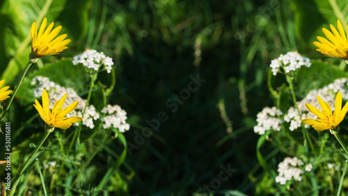 Floral background with yellow wildflowers in the grass © Viktor Boiko