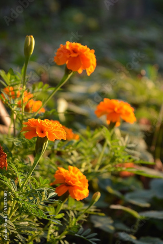 Orange flowers of tagetes on blurred background of garden in sunny day.