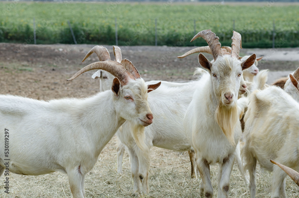 Fototapeta premium white goats are very beautiful on the farm eating hay without people close-up