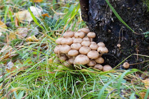 Family of honey mushrooms in the autumn forest. Harvest of mushrooms Armillaria mellea or honey fungus
