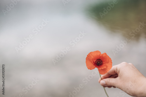 Klatschmohn 