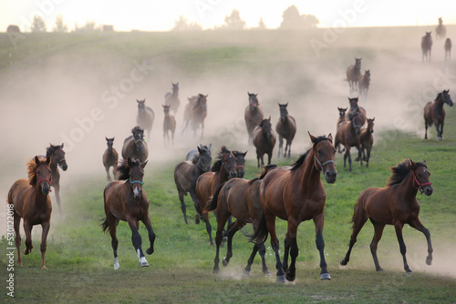 A herd of horses in a field runs in the dust at sunset