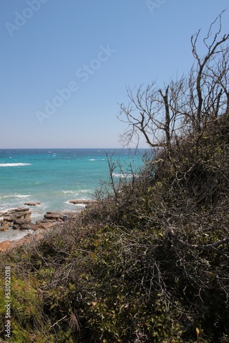 Italy, Salento: Mediterranean vegetation in Otranto Beach.