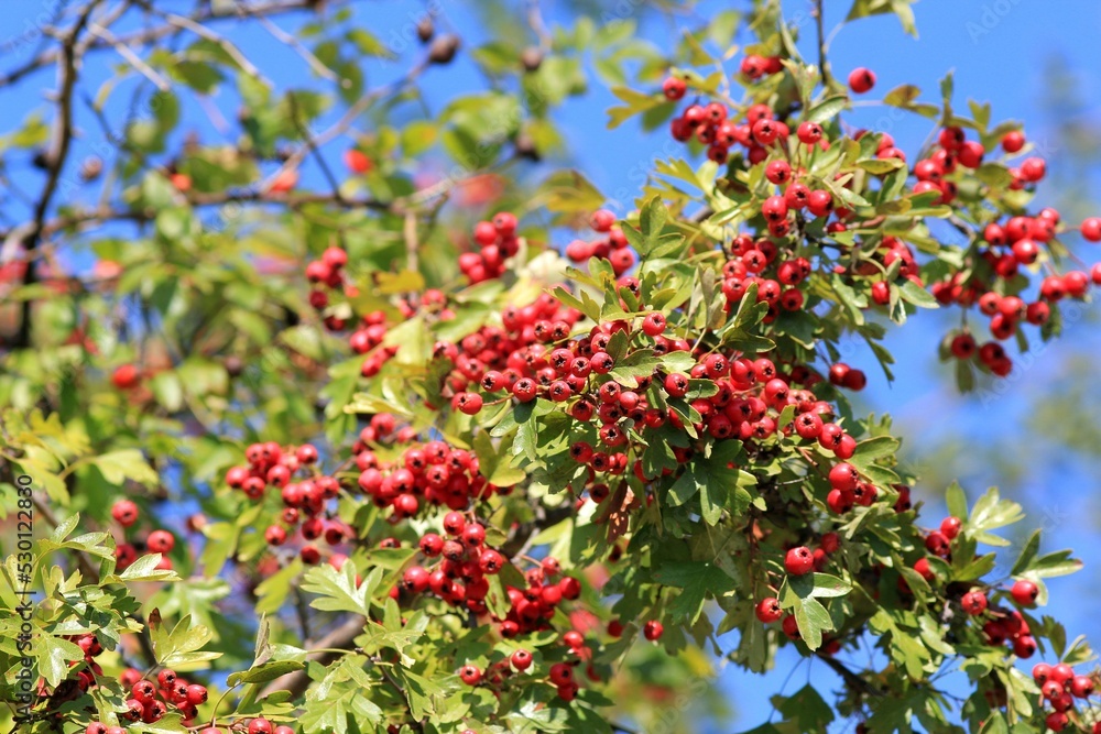 Ripening hawthorn fruits on a blue sky background