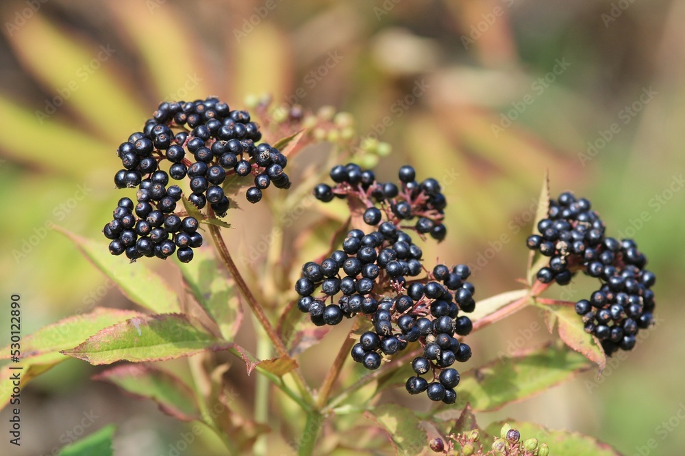 Black berries of Sambucus nigra in autumn Black berries of Sambucus nigra in autumn