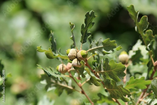 Acorns and leaves on oak branches