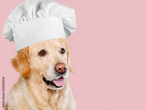 Dog in a classic chef's hat. Restaurant, cafe concept.
