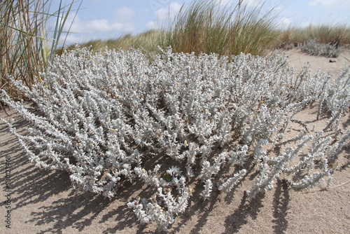 grass on the beach