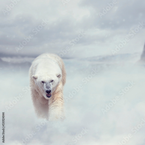 Polar bear walking on snow