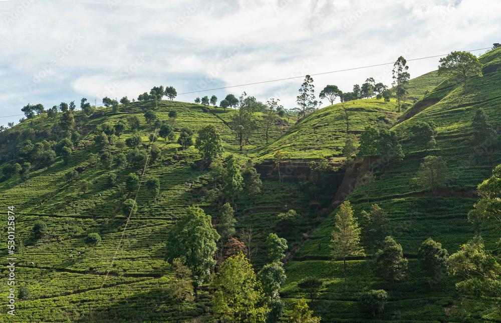 Naklejka premium Tea fields green landscape, Nuwara Eliya green hills, Sri Lanka