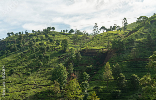 Tea fields green landscape, Nuwara Eliya green hills, Sri Lanka