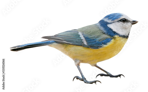 Blue Tit (Cyanistes caeruleus), Titmouse isolated in PNG, with transparent background