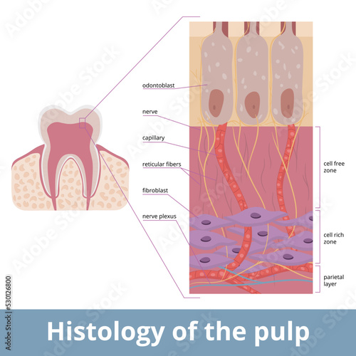 Histology of the pulp. Tissue structure includes fibroblasts, nerves, capillary, and reticular fiber. Pulp cell organization. Cell free and cell rich zone formations and pariental layer.