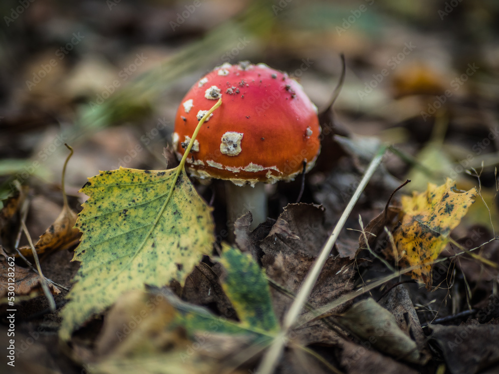 fly mushroom in forest fly mushroom in forest