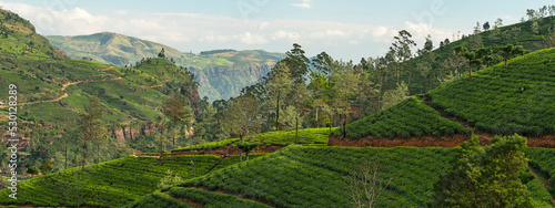 Sri Lanka tea field landscape
