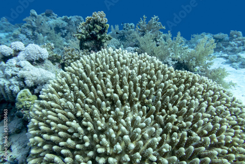 Coral reef with great Acropora coral at the bottom of tropical sea, underwater lanscape photo