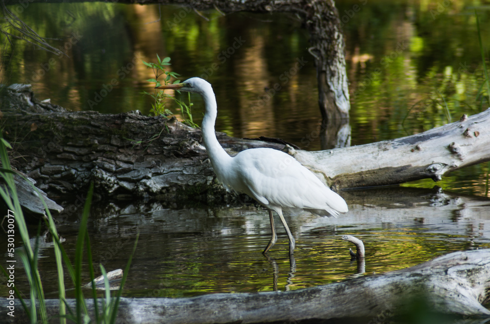 great white heron hunting on a lake in Poland great white heron hunting on a lake in Poland