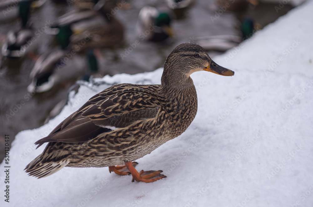 Fototapeta premium duck on the snow