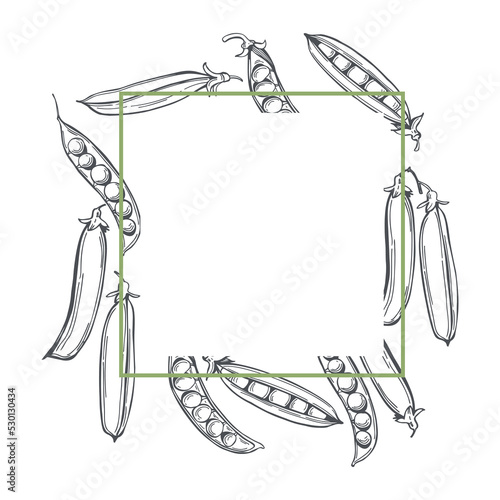 Hand-drawn green peas in pods. Vector frame. Sketch  illustration.