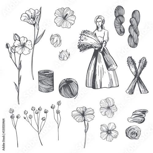 Flax plants. Sketch  illustration.