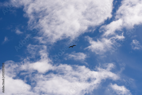 White clouds and blue sky and flying bird